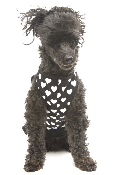 贵宾犬的黑白心形连衣裙图片下载