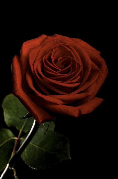 红玫瑰的肖像图片下载