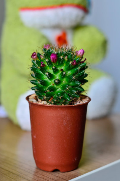 仙人掌图片下载