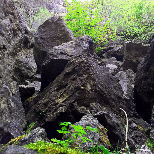 黑岩树图片下载