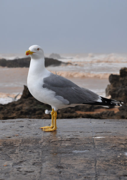 海鸥摩洛哥图片下载