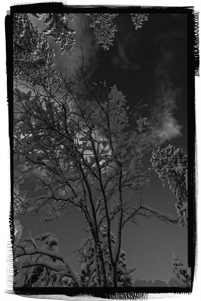 B&W松树在天空中。图片下载