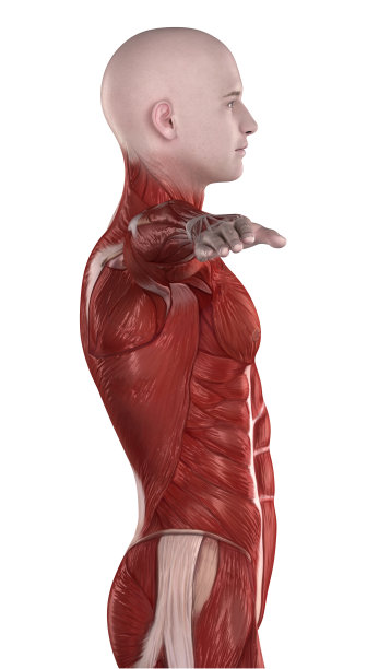 男性腹部肌肉解剖侧面图片下载