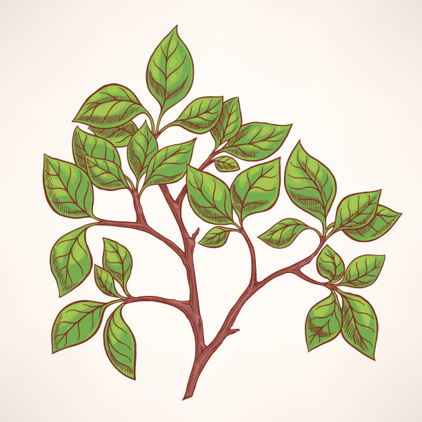 春天树枝图片下载