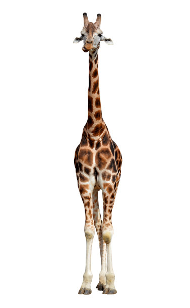 长颈鹿图片下载