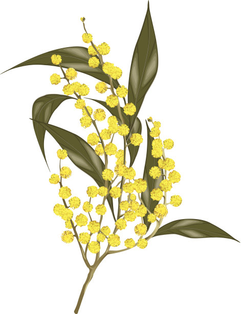 金合欢C图片下载