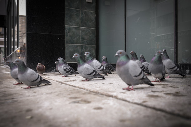 鸽子在城市的人行道上休息图片下载