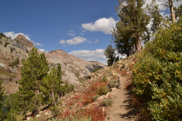 在山中徒步旅行的狗图片下载