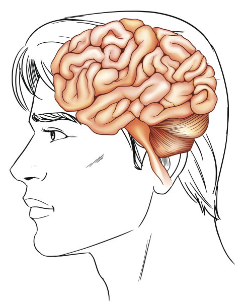 人类的大脑图片下载