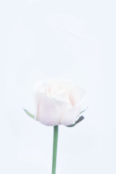 温柔的玫瑰花蕾图片下载