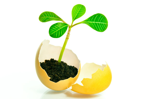 幼苗从土壤中的卵中长出来。图片下载