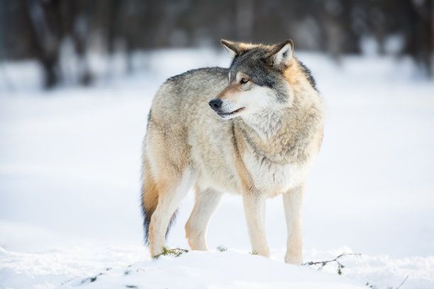 雪中的狼图片下载