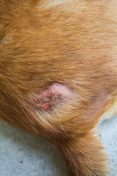 与其他狗打架受伤图片下载