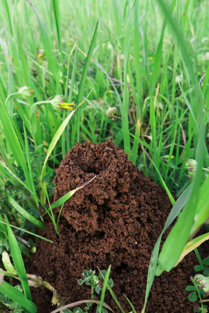 建筑的蚂蚁。图片下载