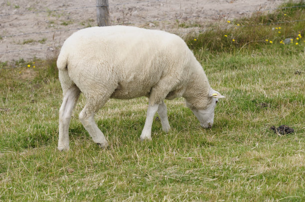 羊图片下载