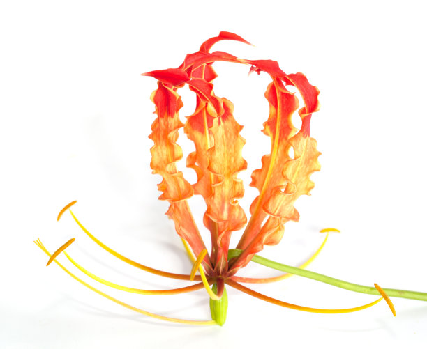 攀缘百合图片下载