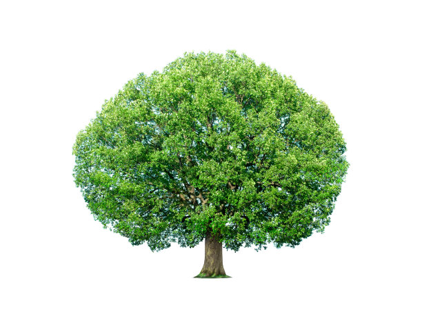 树孤立的白色背景图片下载