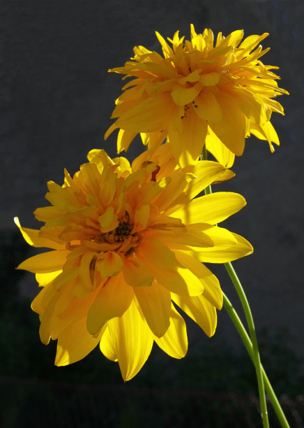 向日葵的黄色花图片下载