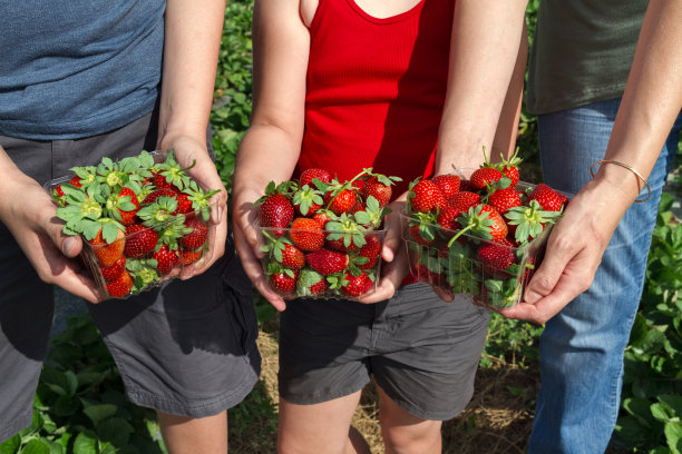 摘草莓图片下载