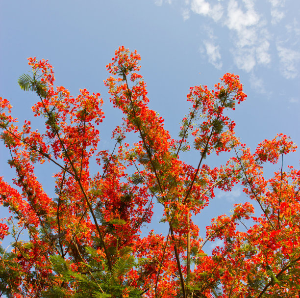 火焰树的花图片下载