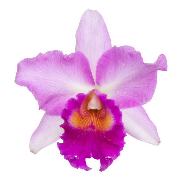 紫色兰花的花图片下载