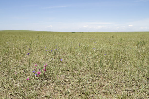 沙漠草原图片下载
