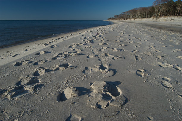 Darss,西方海滩图片下载