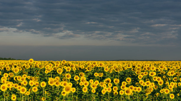 向日葵图片下载