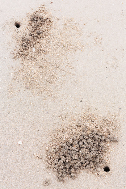 海滩上的幽灵蟹洞图片下载