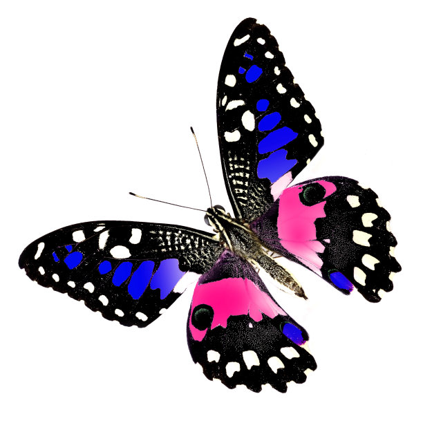 美丽的石灰蝴蝶(papilo demoles)与粉红色和蓝色的沙图片下载