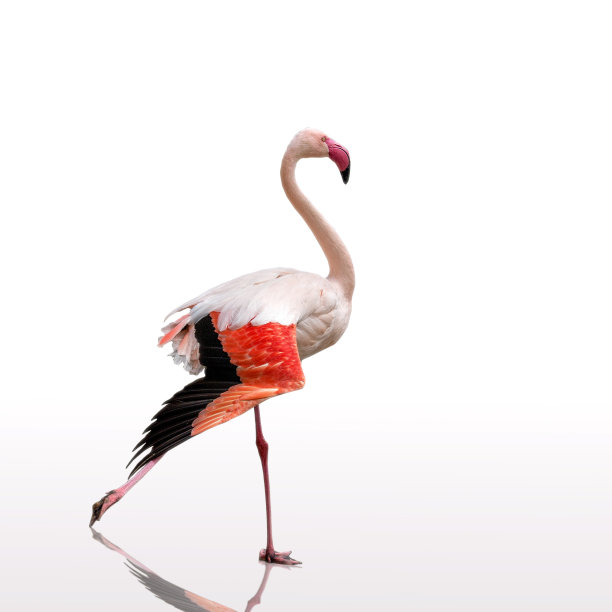 跳舞的火烈鸟图片下载