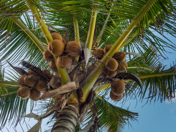 棕榈上的新鲜椰子图片下载