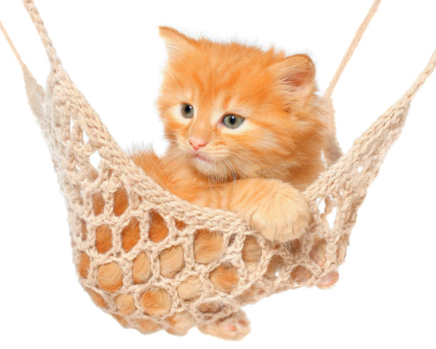 可爱的红毛小猫在吊床上。图片下载