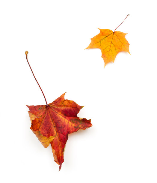 枫叶的秋叶图片下载