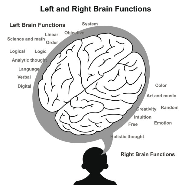 左右脑功能图示图片下载