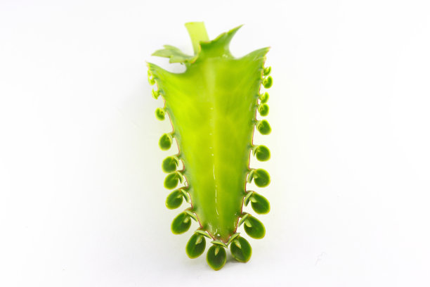 高凉菜属pinnata叶图片下载