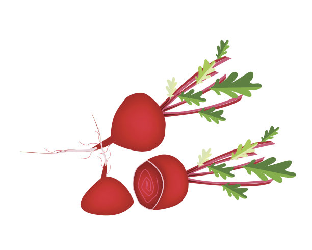 美味新鲜的红色甜菜在白色的背景图片下载