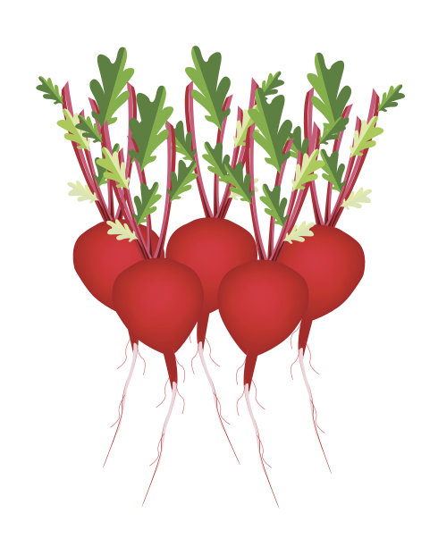 白底萝卜或甜菜堆图片下载