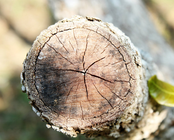 木头树桩。图片下载