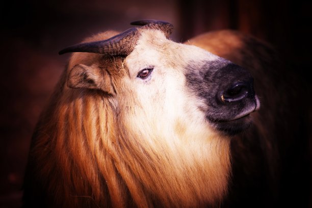 扭角羚图片下载