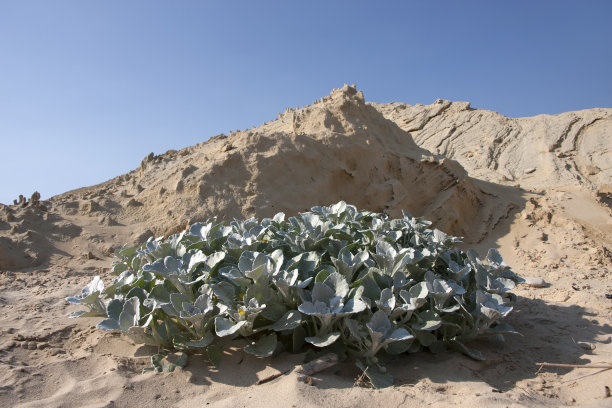 南非西开普海滩上有植物的沙丘图片下载