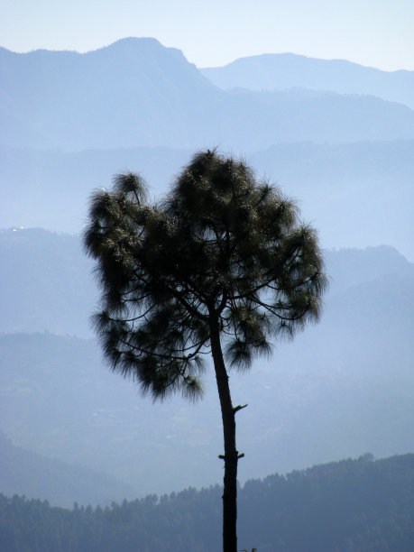 喜玛拉雅松图片下载