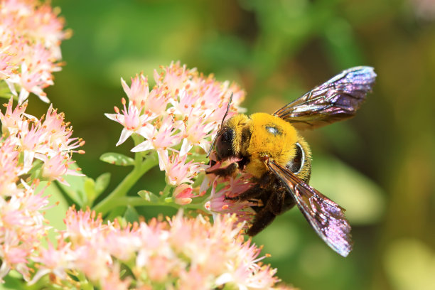 蜜蜂是一种昆虫图片下载