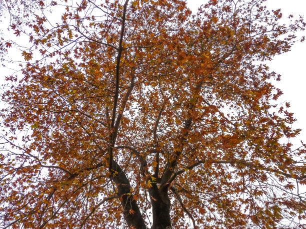 秋天的树图片下载