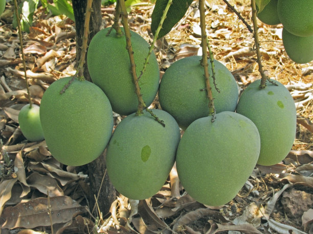 挂在树上的芒果。图片下载