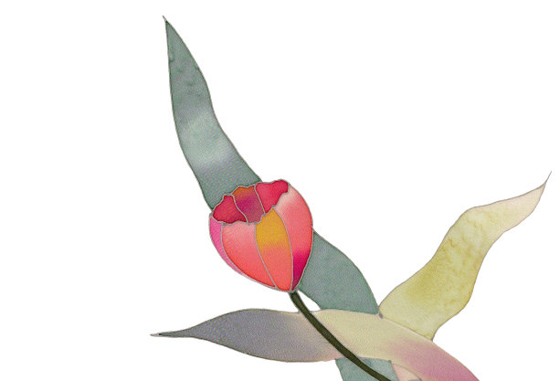 红色郁金香孤立卡图片下载