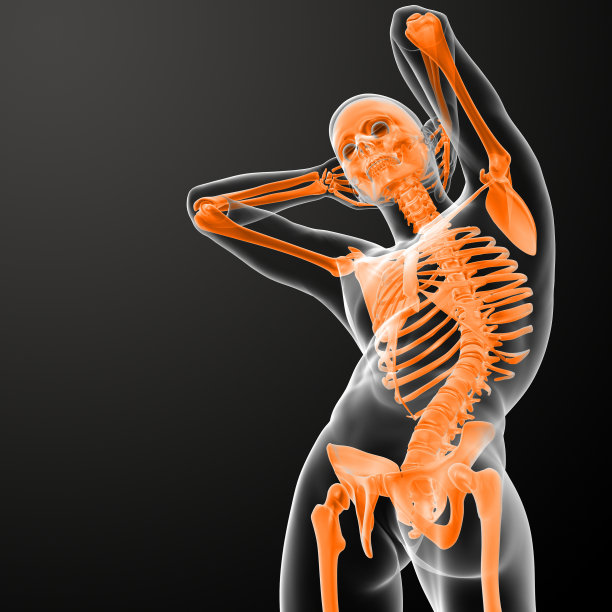 3d渲染的骨架-底部视图图片下载