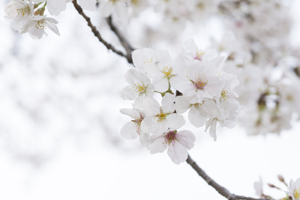 樱花图片素材图片