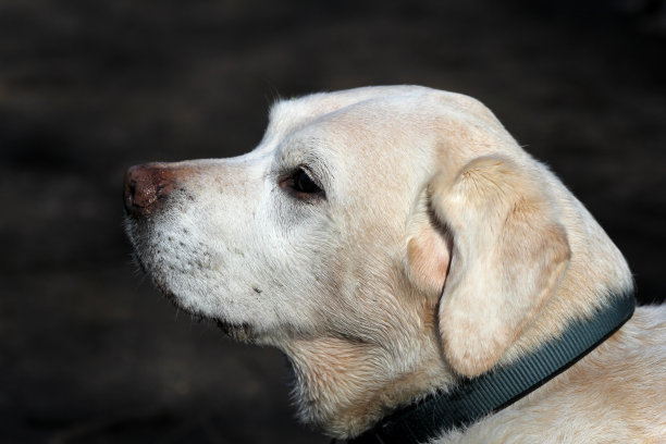 忠实的老狗图片下载