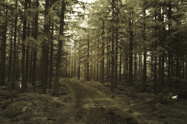 松树林中的小路图片下载